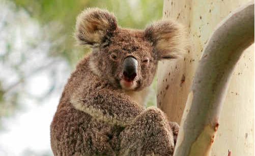 Conservation scientists need information on Coffs Coast wildlife habitats. Conservation scientists need information on Coffs Coast wildlife habitats.